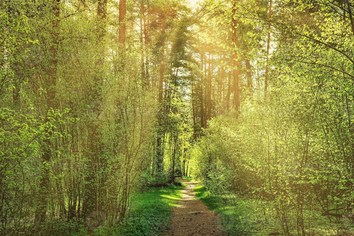 Sunset or dawn in a pine forest in spring or early summer. The sun among the trunks of pines. photo
