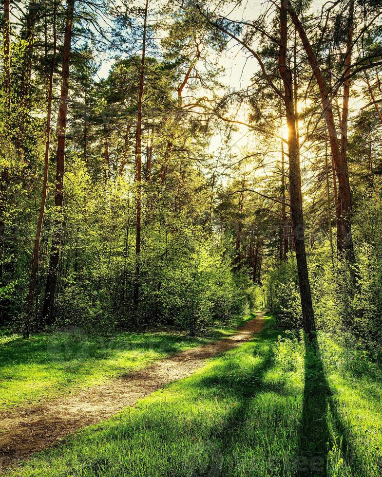 Sunset or dawn in a pine forest in spring or early summer. The sun among the trunks of pines. photo