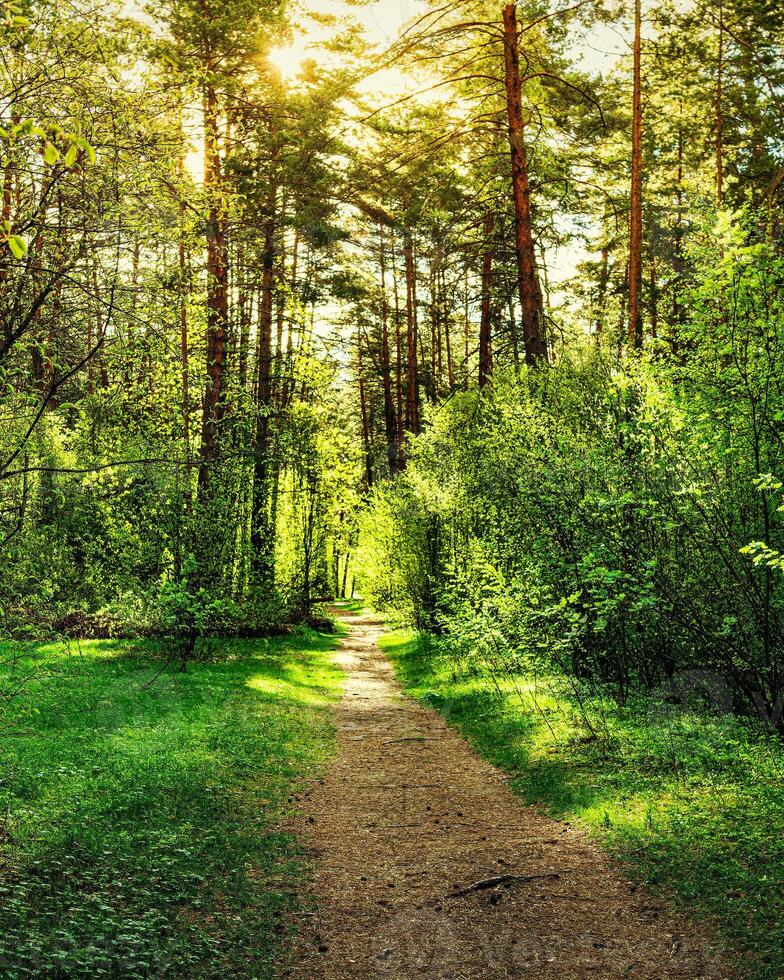 Sunset or dawn in a pine forest in spring or early summer. The sun among the trunks of pines. photo