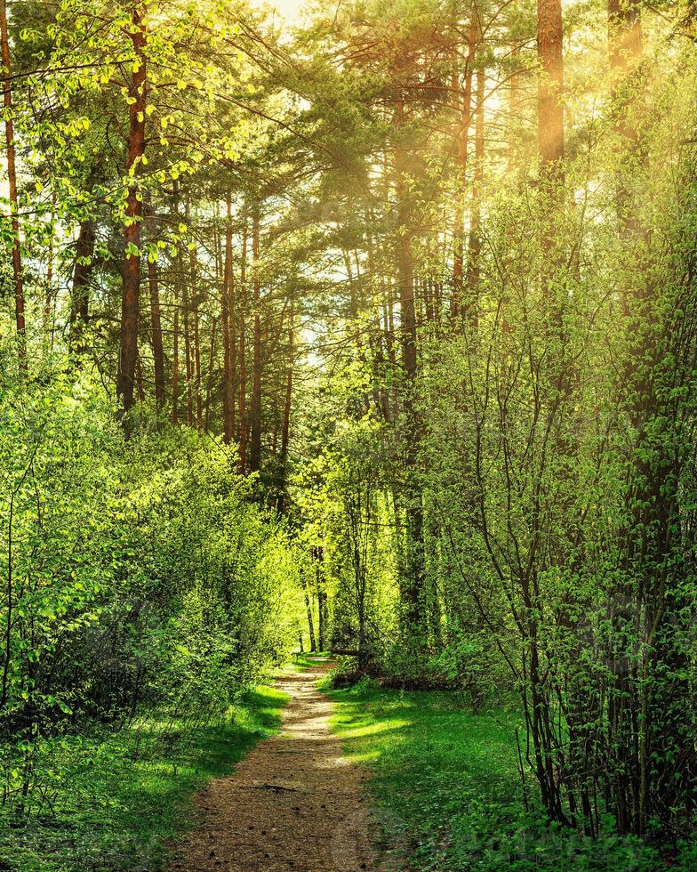 Sunset or dawn in a pine forest in spring or early summer. The sun among the trunks of pines. photo