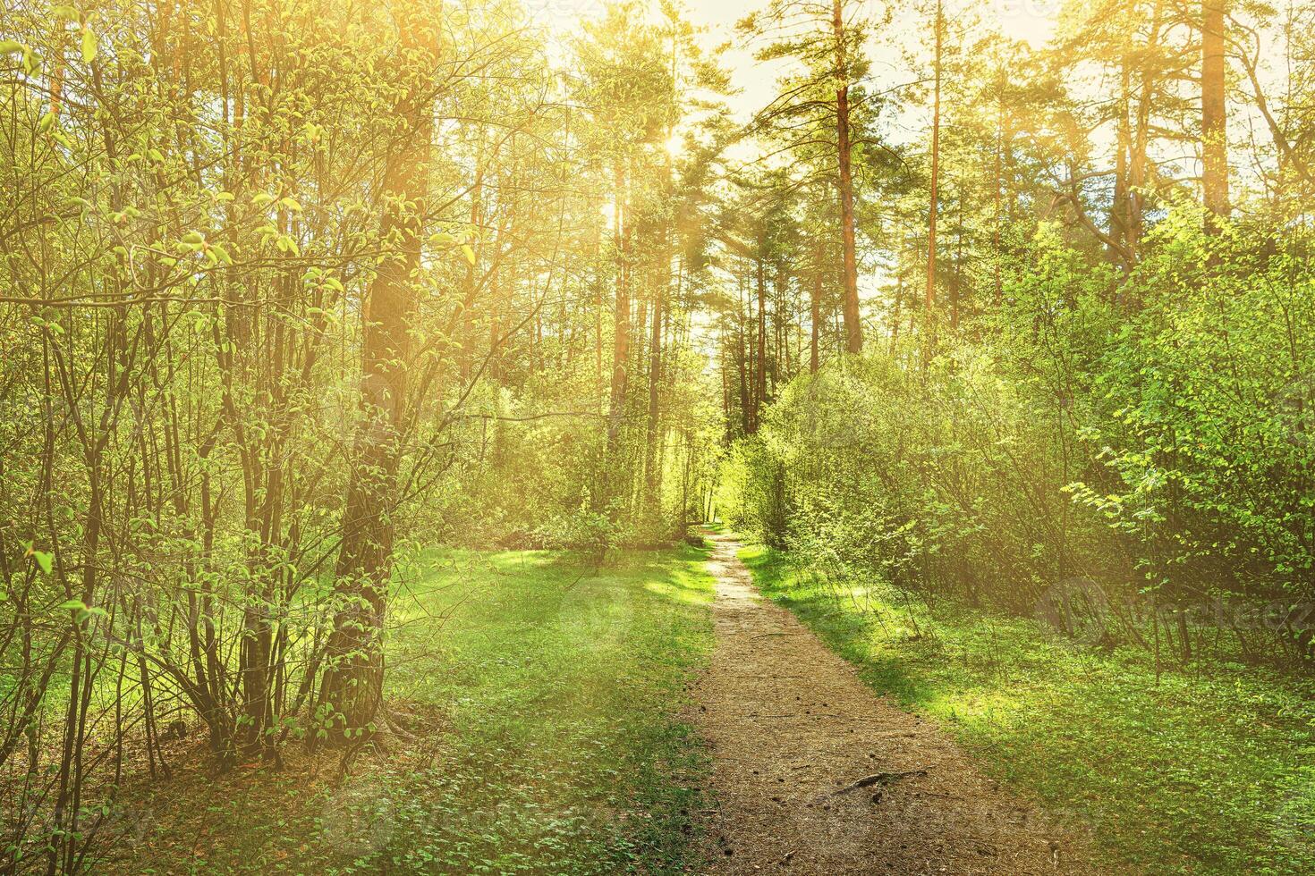 Sunset or dawn in a pine forest in spring or early summer. The sun among the trunks of pines. photo
