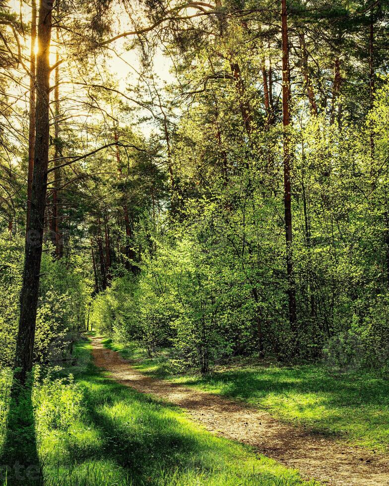 Sunset or dawn in a pine forest in spring or early summer. The sun among the trunks of pines. photo