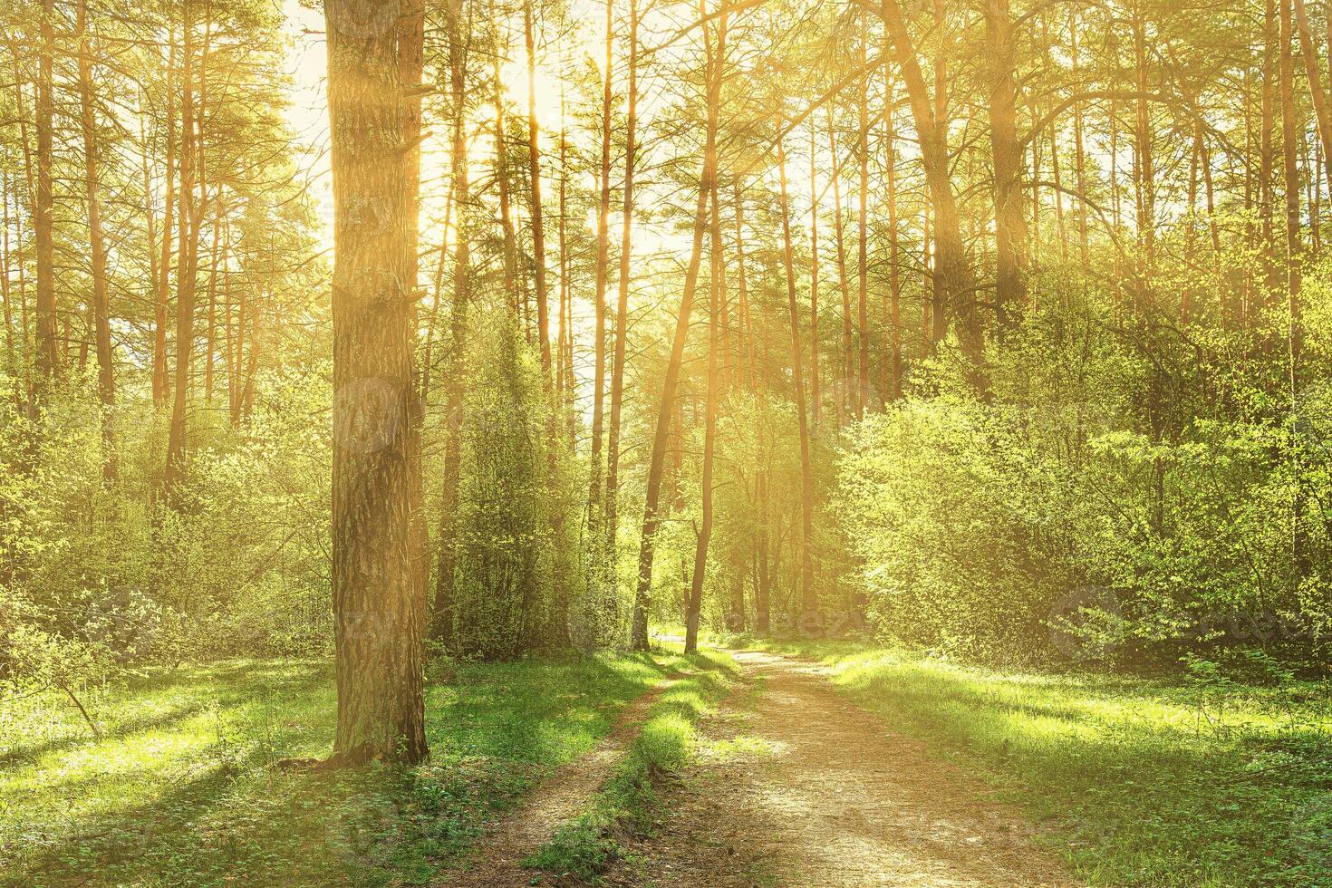Sunset or dawn in a pine forest in spring or early summer. The sun among the trunks of pines. photo