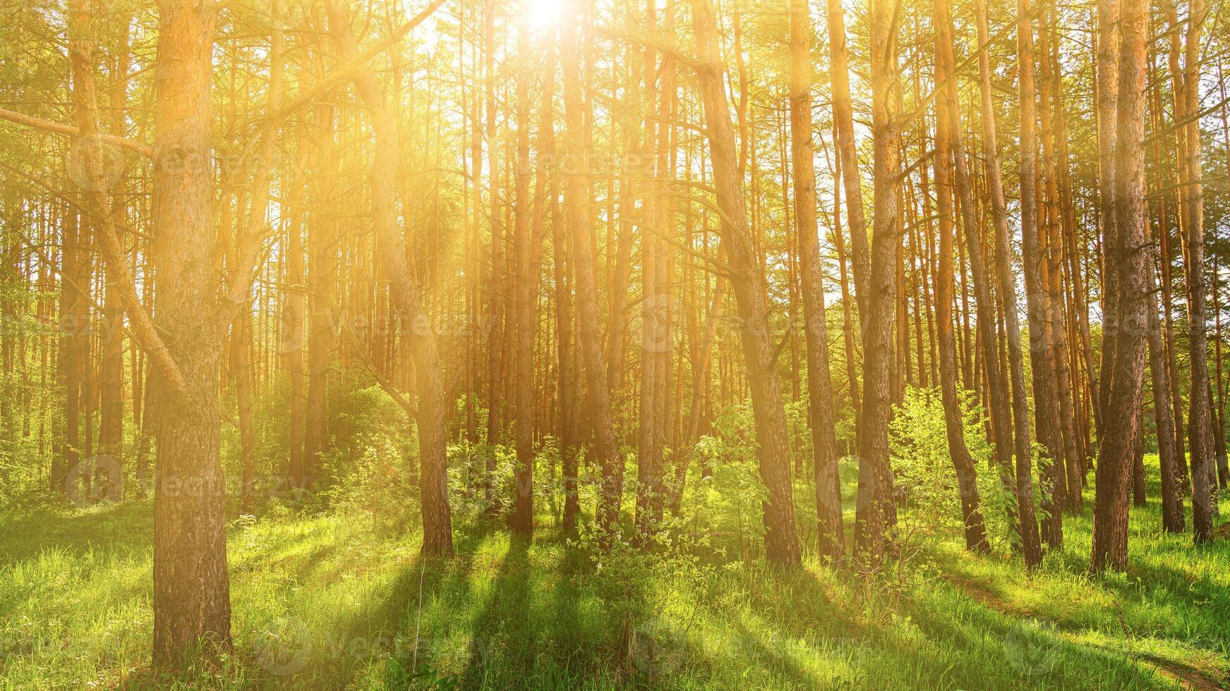 Sunset or dawn in a pine forest in spring or early summer. photo