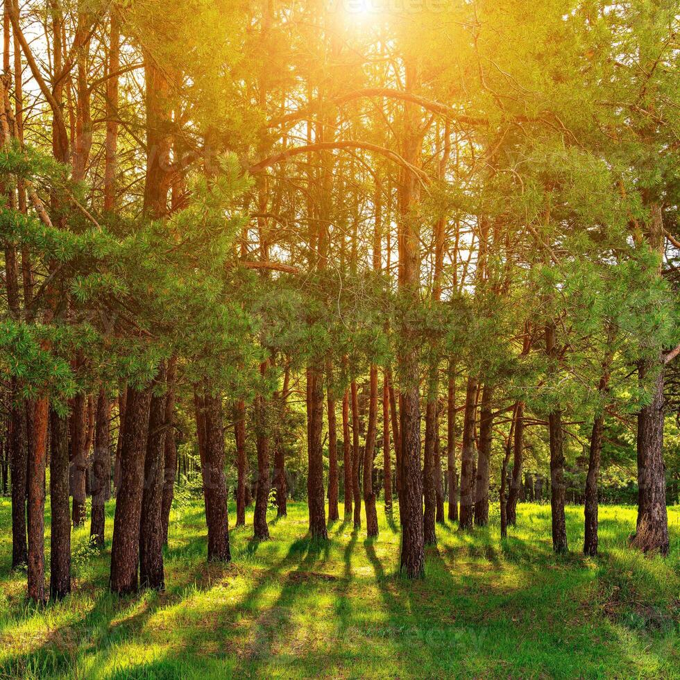 Sunset or dawn in a pine forest in spring or early summer. photo