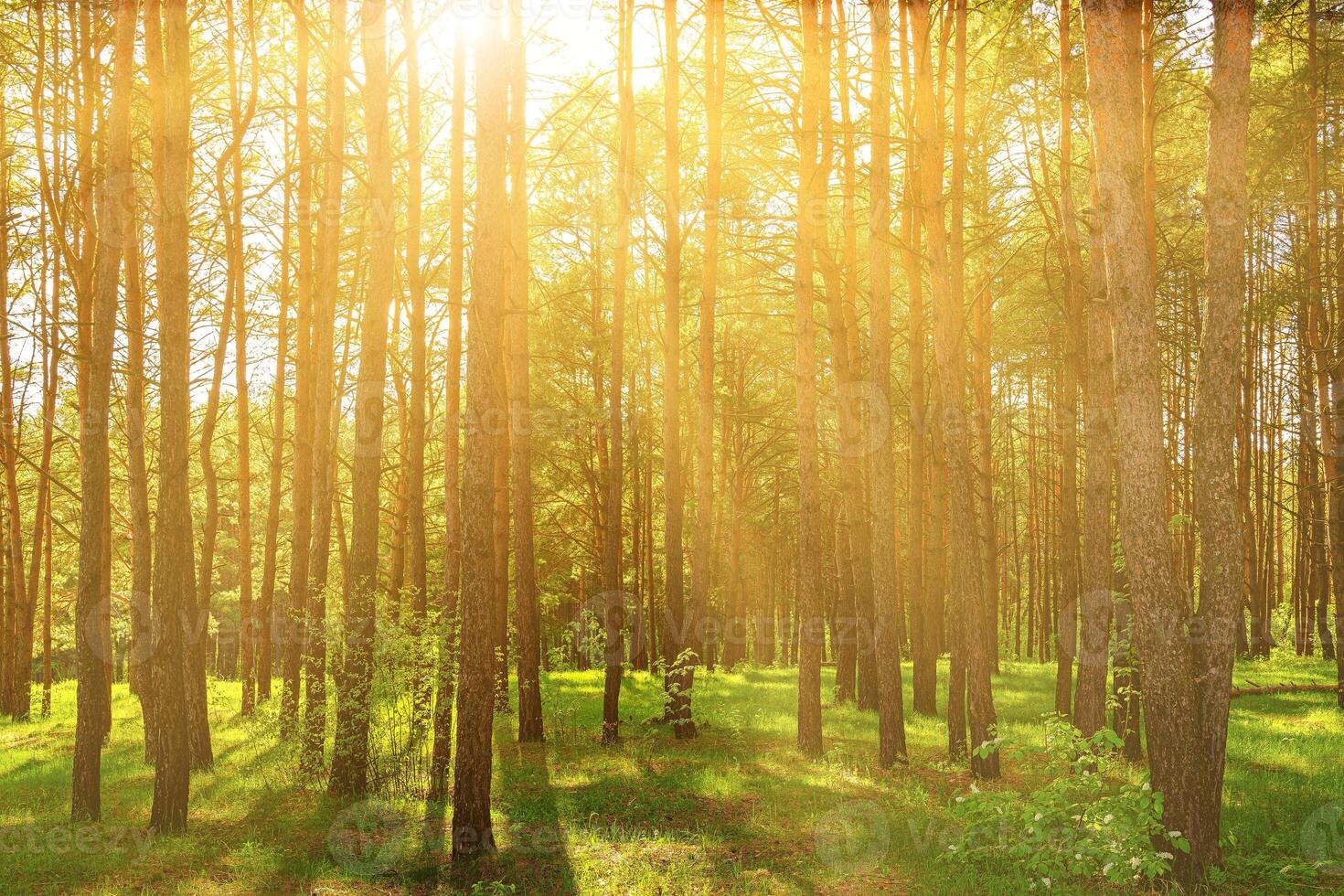 Sunset or dawn in a pine forest in spring or early summer. photo
