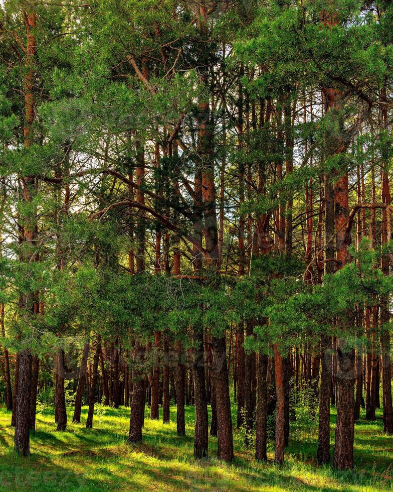Sunset or dawn in a pine forest in spring or early summer. photo