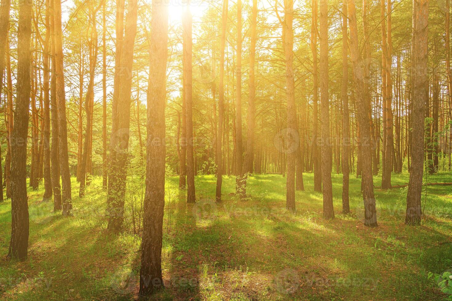 Sunset or dawn in a pine forest in spring or early summer. photo