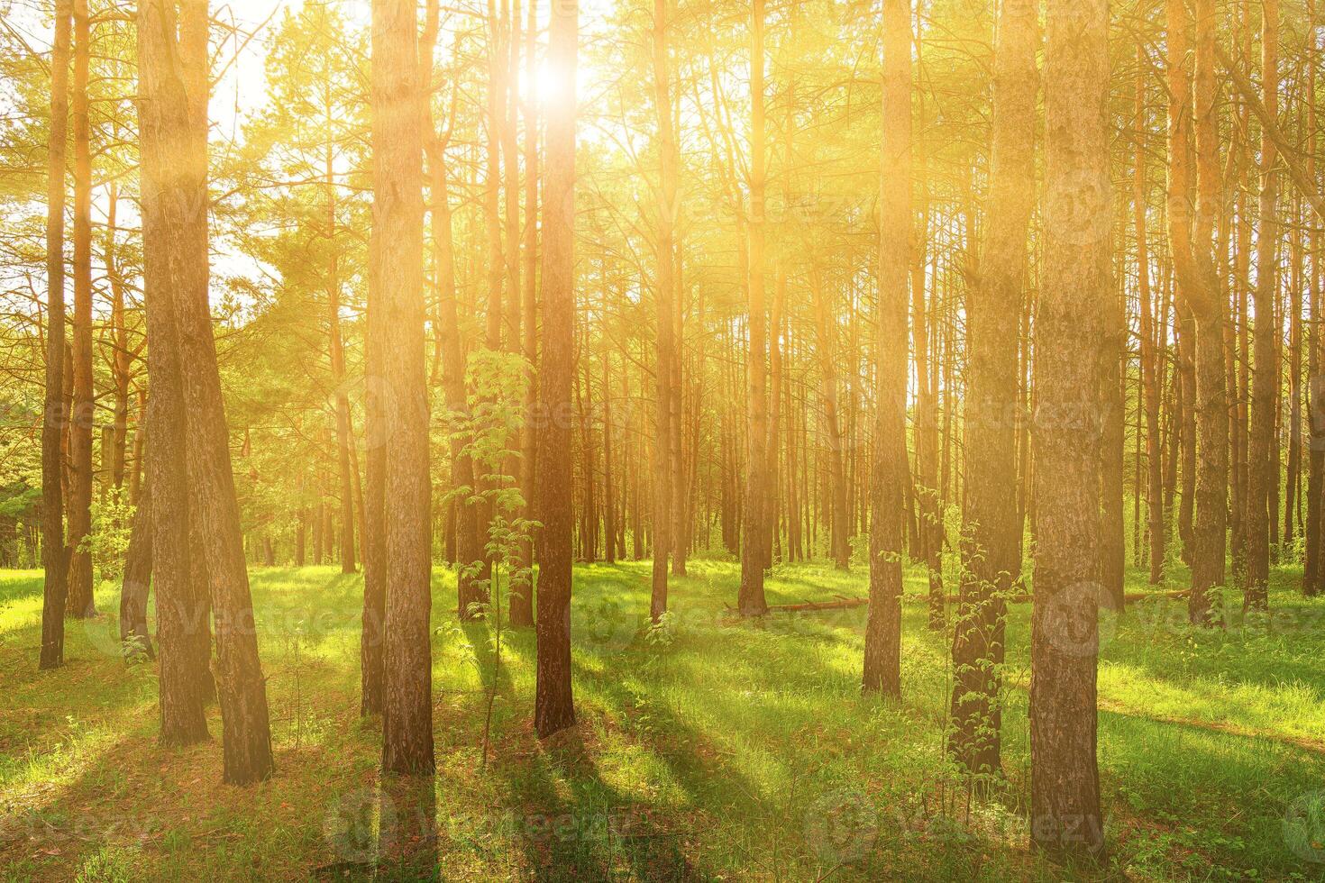 Sunset or dawn in a pine forest in spring or early summer. photo