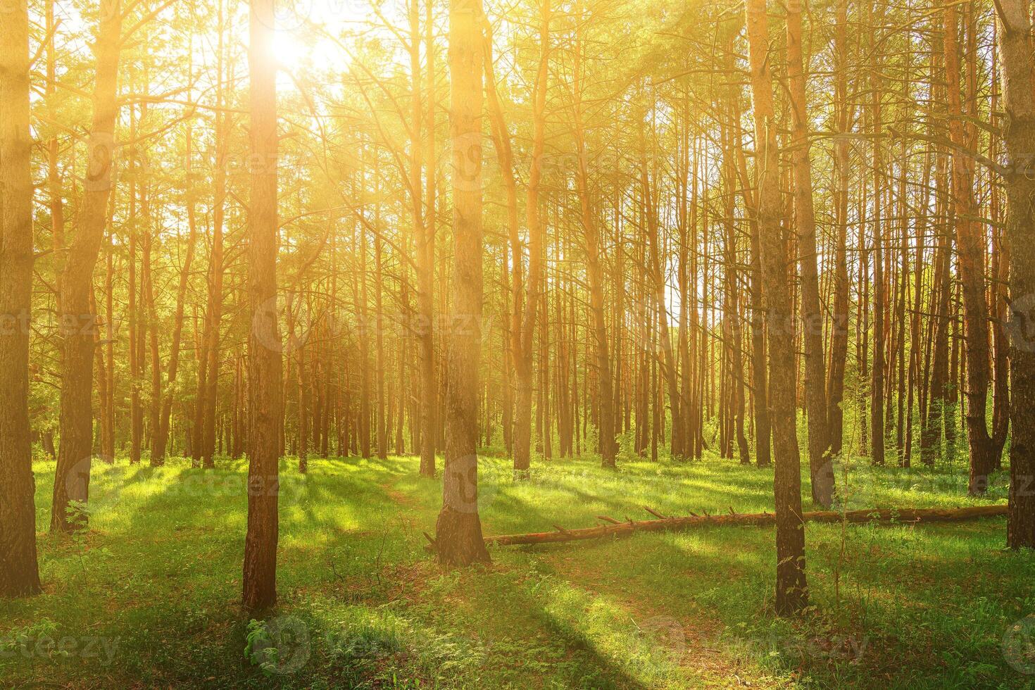 Sunset or dawn in a pine forest in spring or early summer. photo