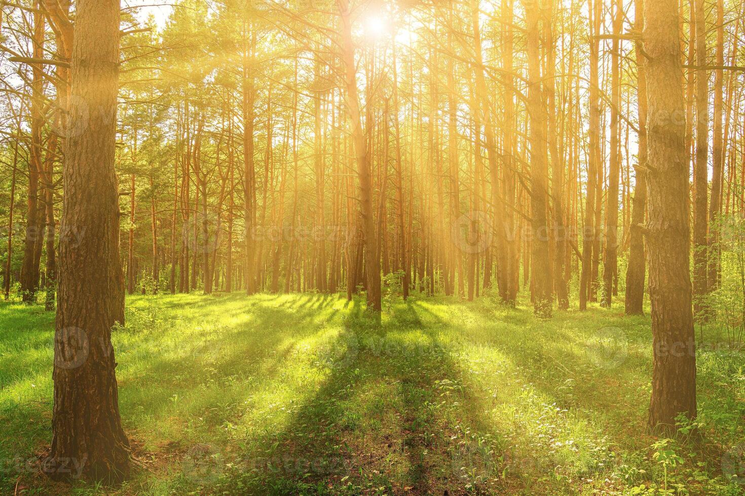Sunset or dawn in a pine forest in spring or early summer. photo