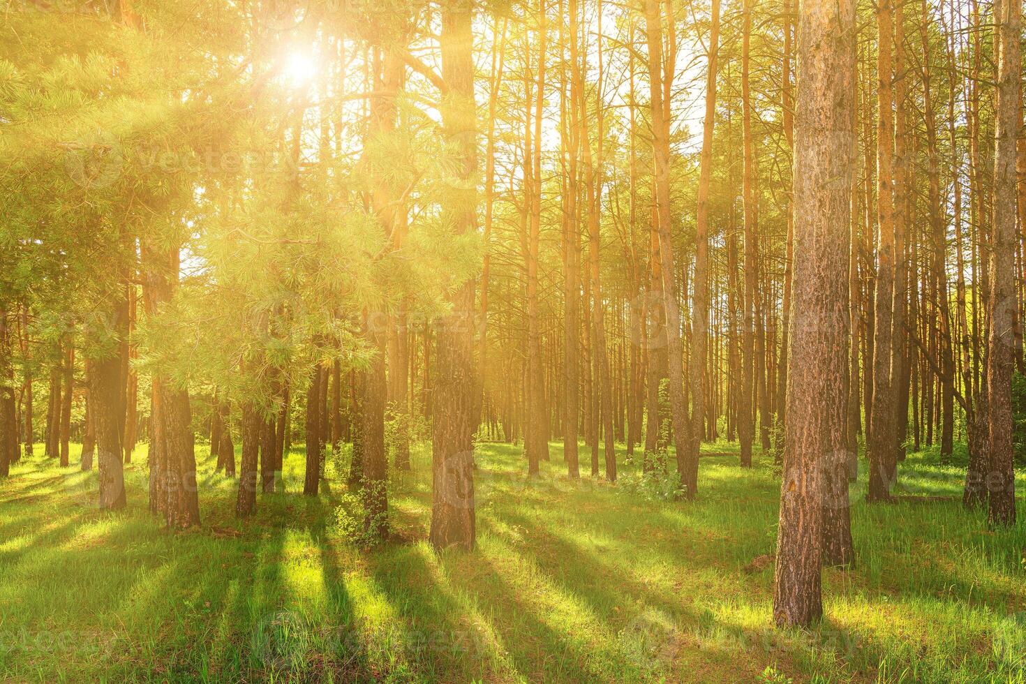 Sunset or dawn in a pine forest in spring or early summer. photo