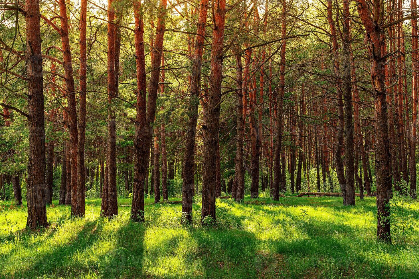 Sunset or dawn in a pine forest in spring or early summer. photo