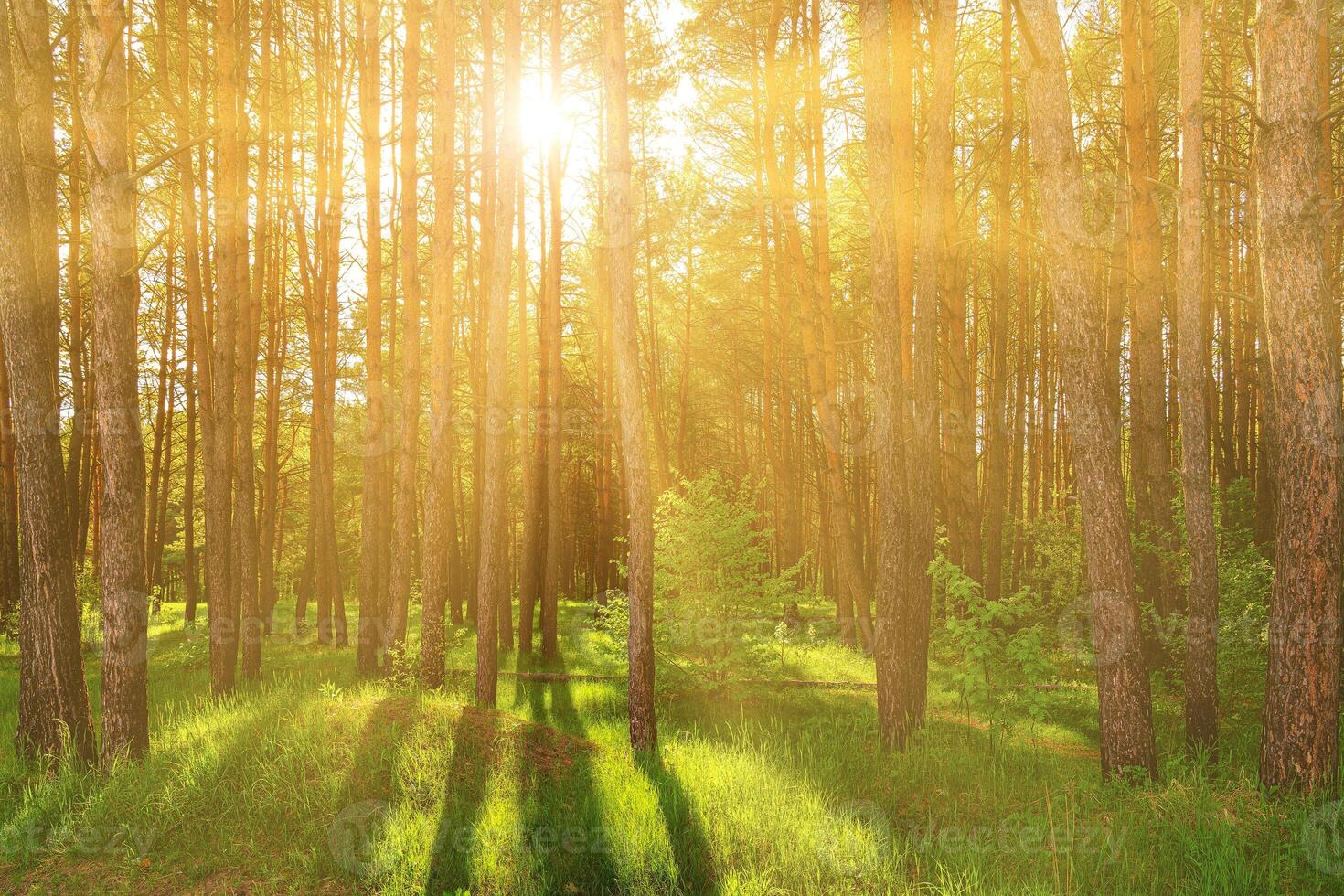 Sunset or dawn in a pine forest in spring or early summer. photo