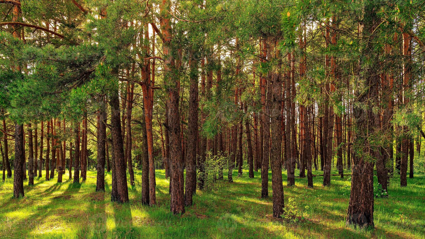 Sunset or dawn in a pine forest in spring or early summer. photo