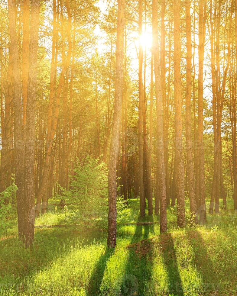 Sunset or dawn in a pine forest in spring or early summer. photo