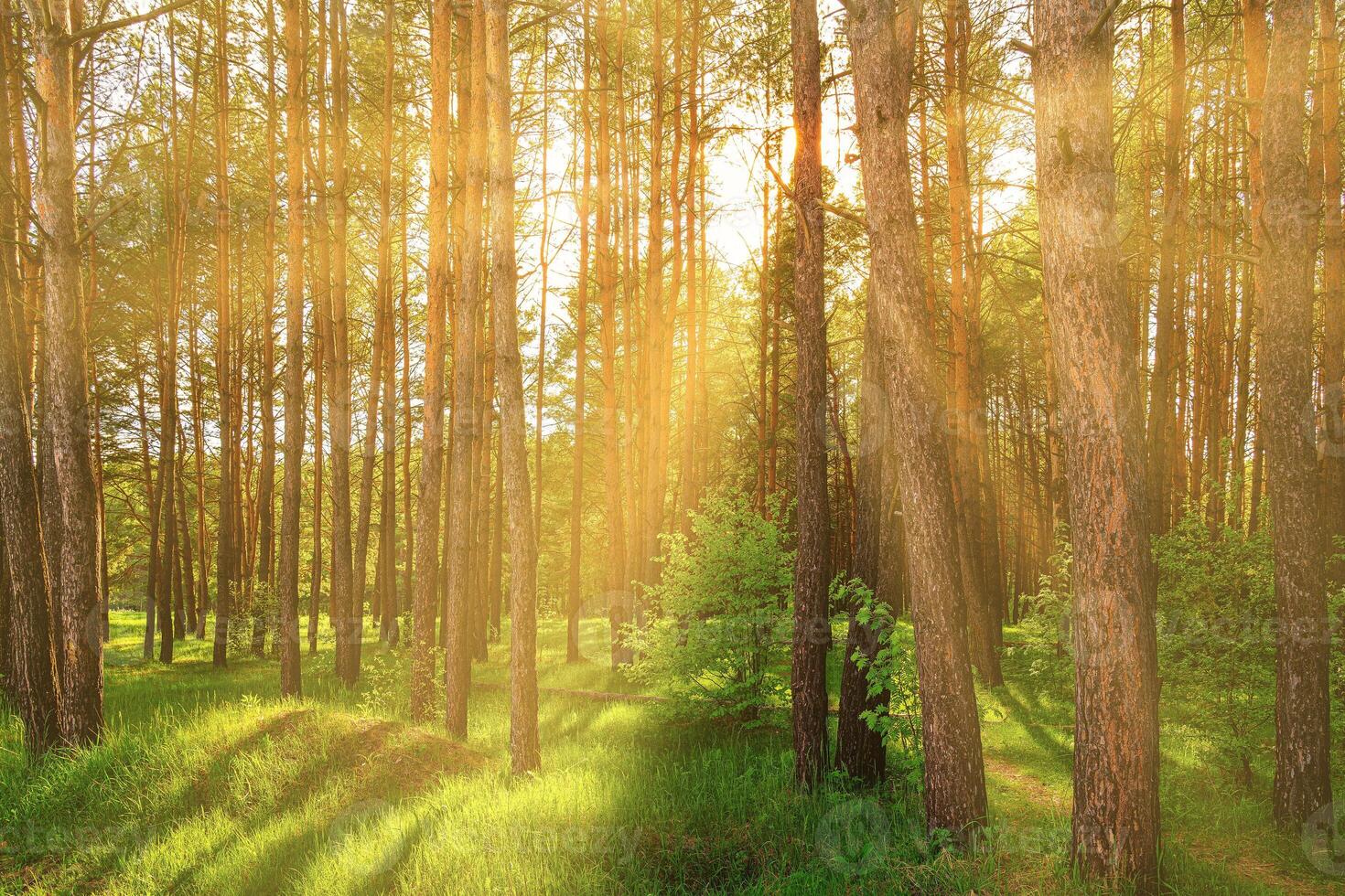 Sunset or dawn in a pine forest in spring or early summer. photo