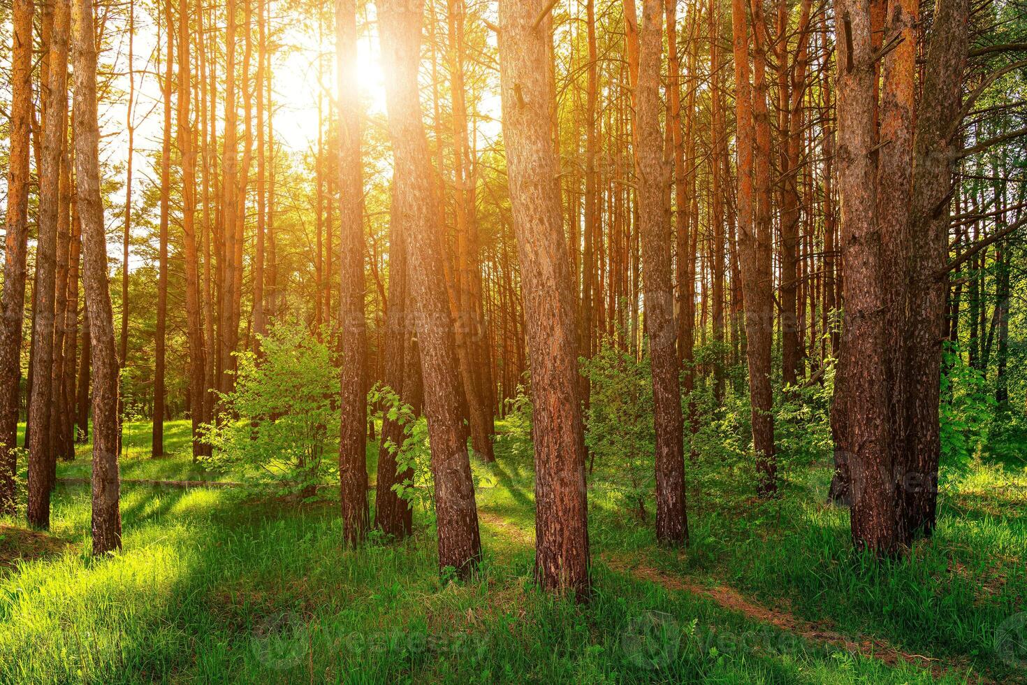Sunset or dawn in a pine forest in spring or early summer. photo