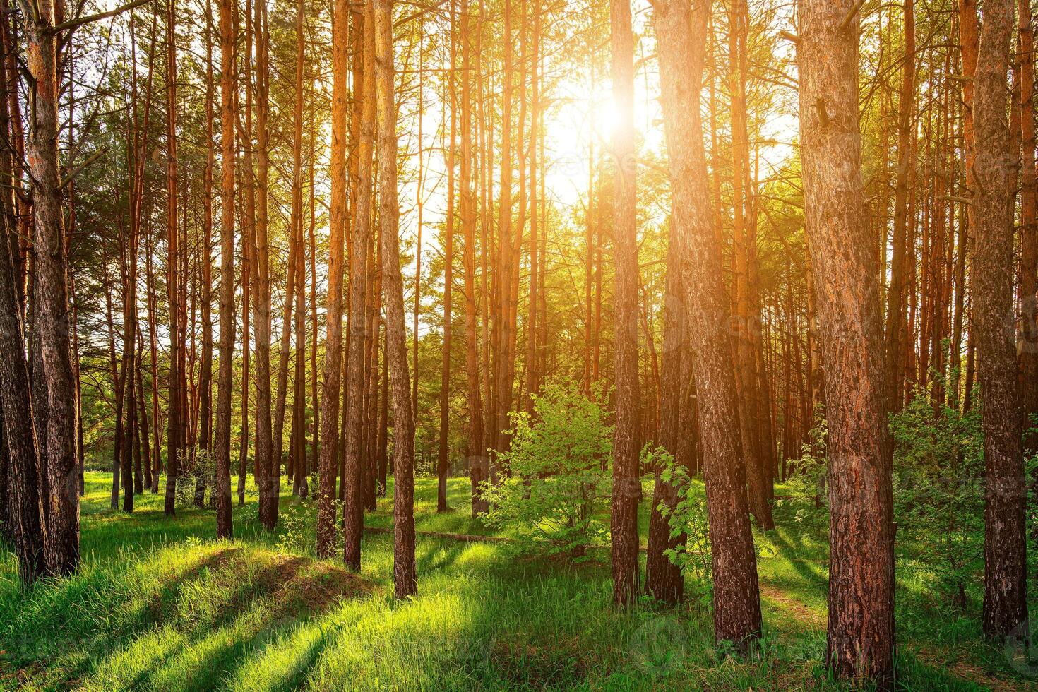 Sunset or dawn in a pine forest in spring or early summer. photo