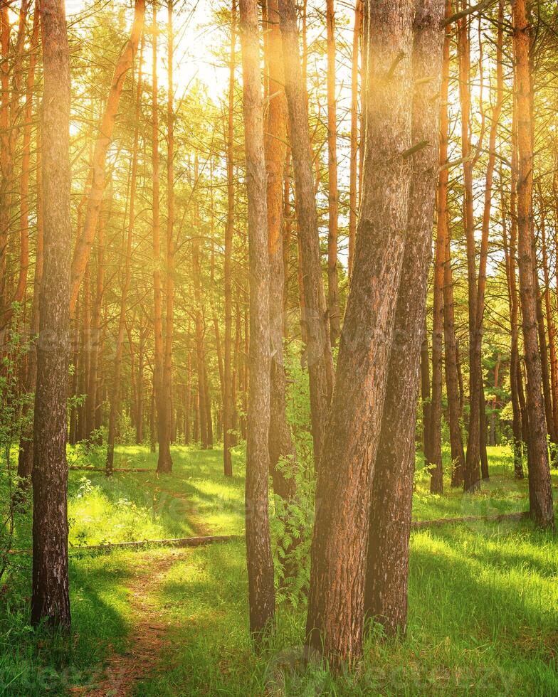 Sunset or dawn in a pine forest in spring or early summer. photo