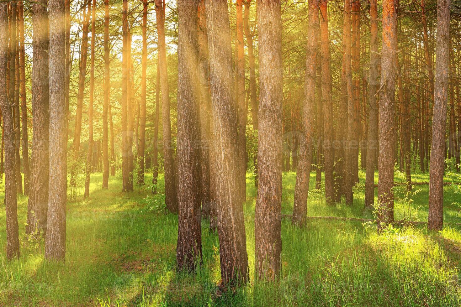 Sunset or dawn in a pine forest in spring or early summer. photo