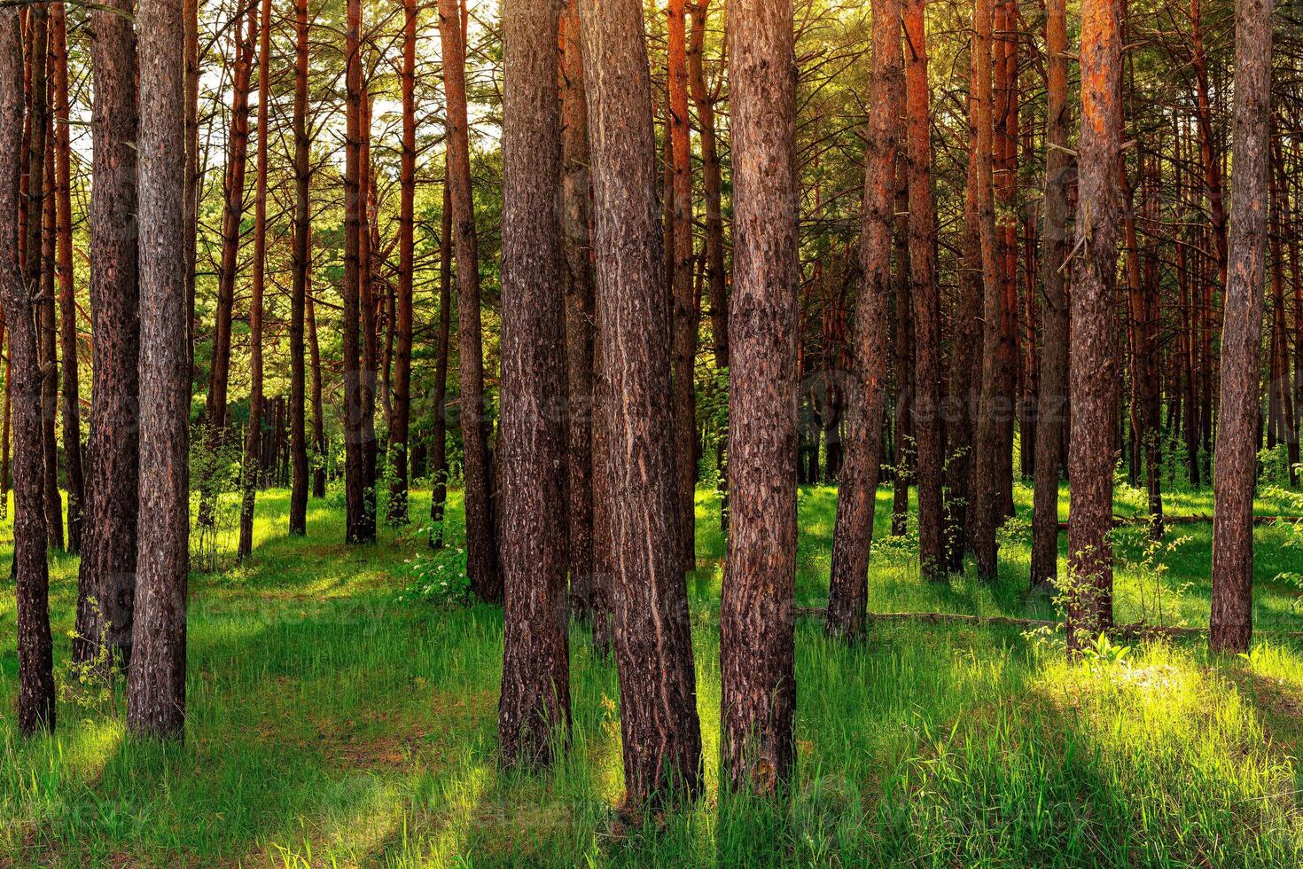 Sunset or dawn in a pine forest in spring or early summer. photo