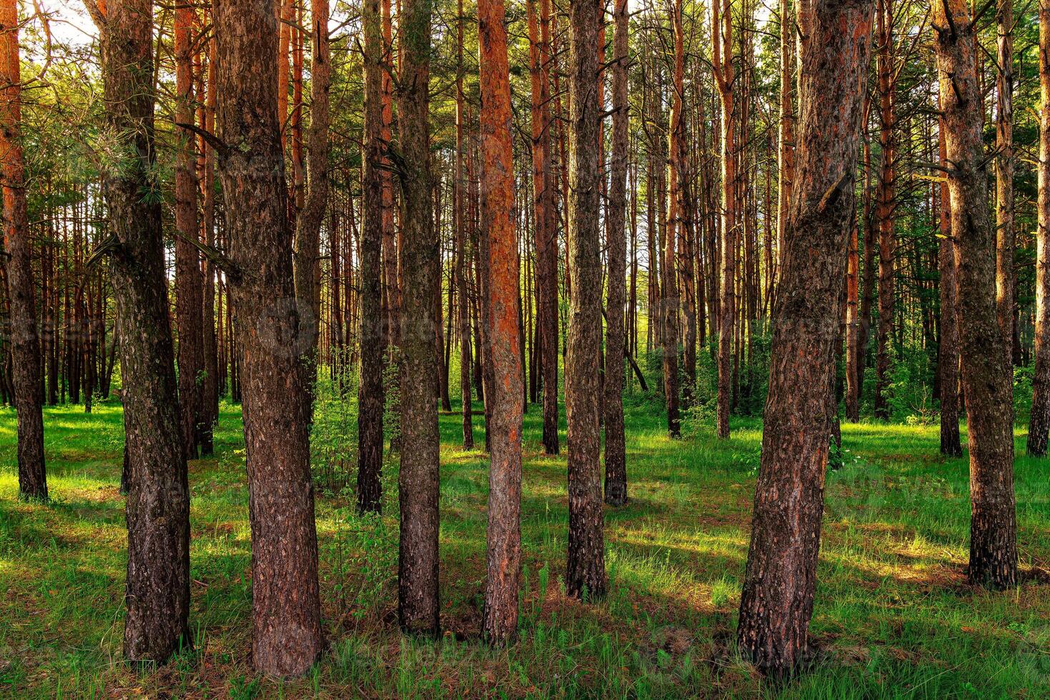 Sunset or dawn in a pine forest in spring or early summer. photo