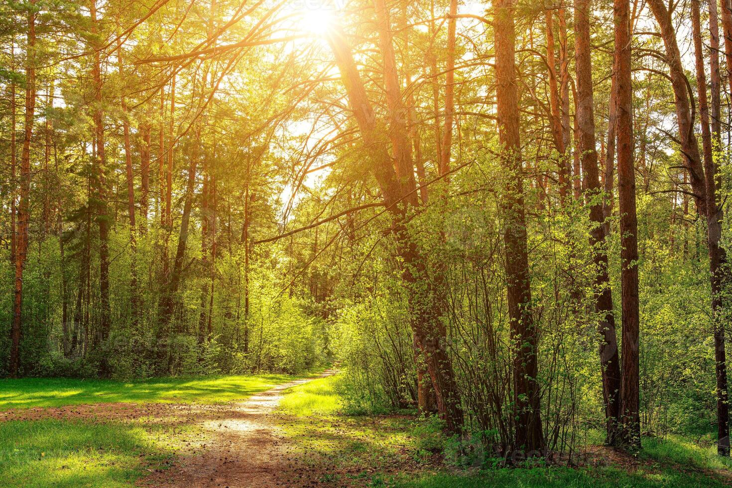 Sunset or dawn in a pine forest in spring or early summer. The sun among the trunks of pines. photo