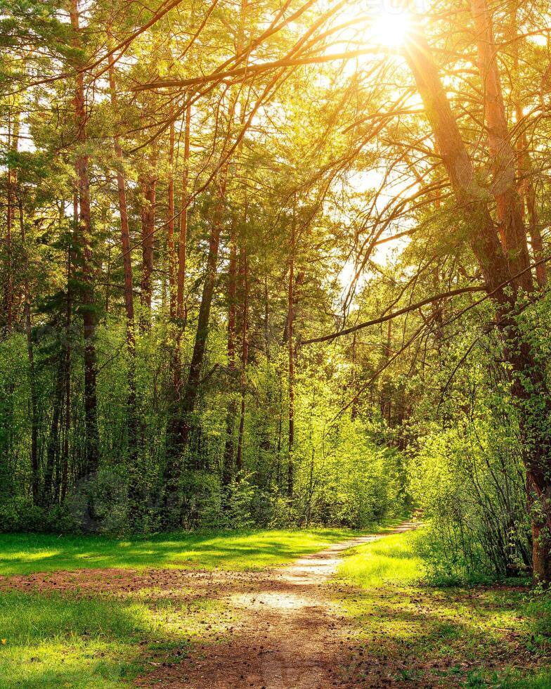 Sunset or dawn in a pine forest in spring or early summer. The sun among the trunks of pines. photo