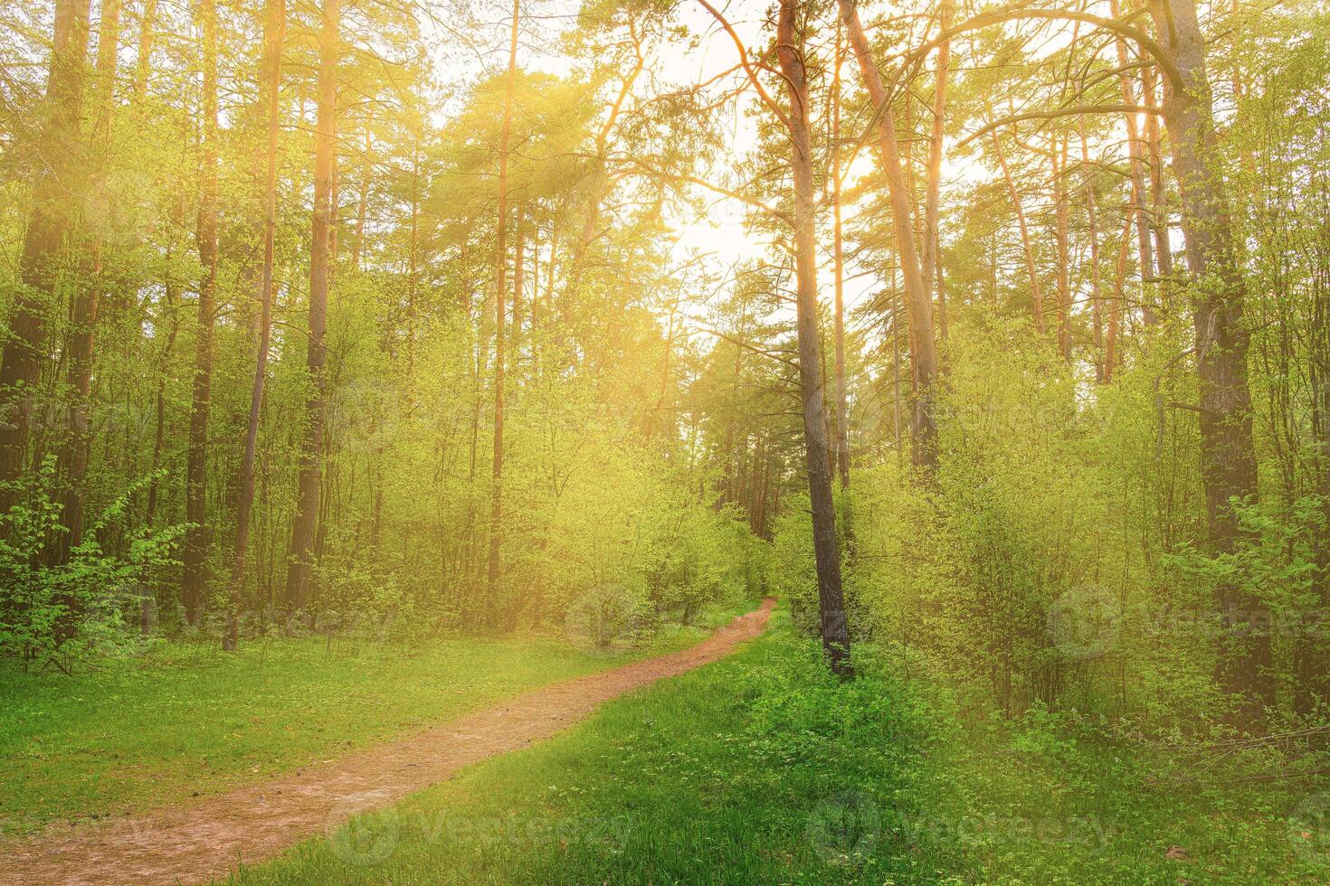Sunset or dawn in a pine forest in spring or early summer. The sun among the trunks of pines. photo