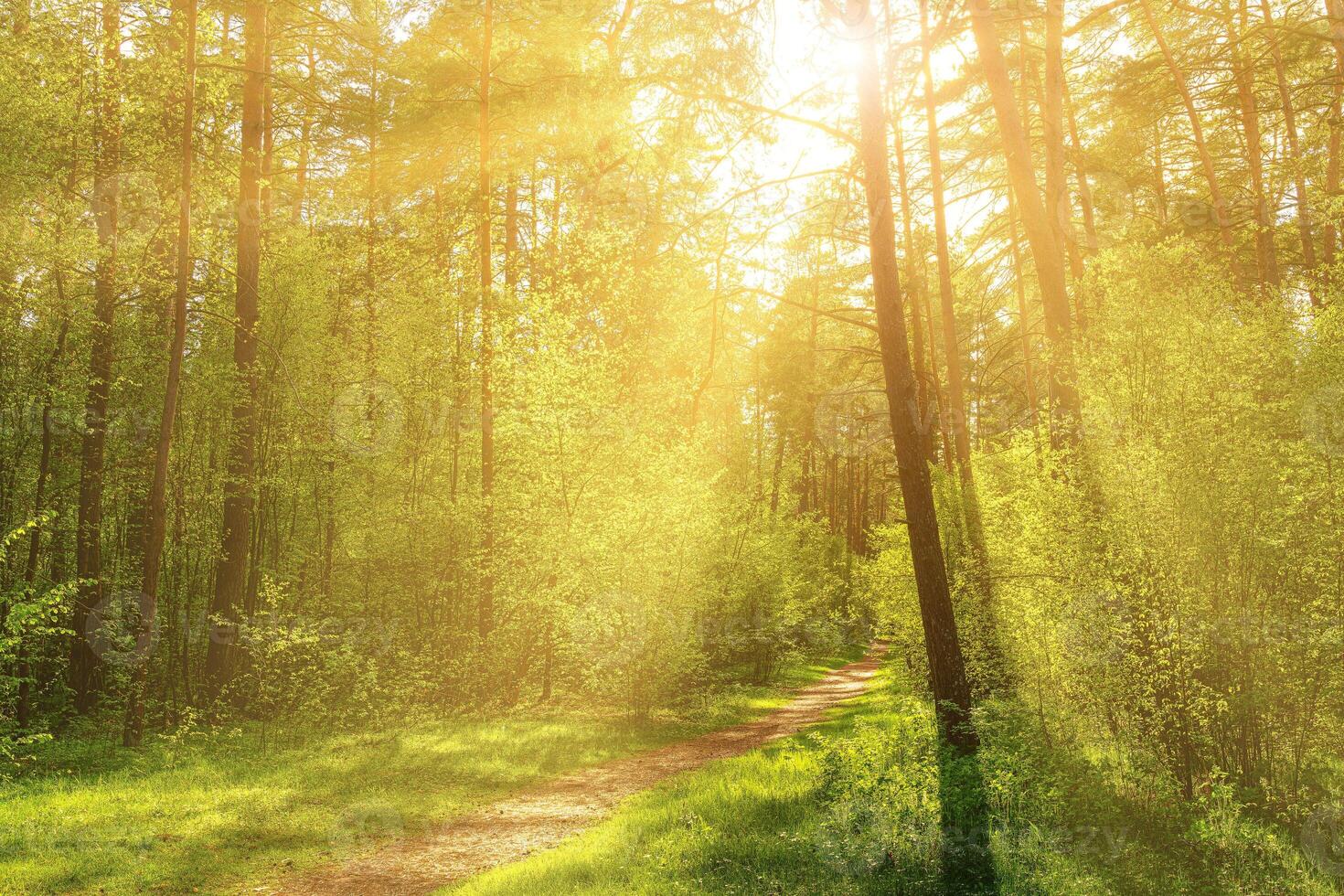 Sunset or dawn in a pine forest in spring or early summer. The sun among the trunks of pines. photo