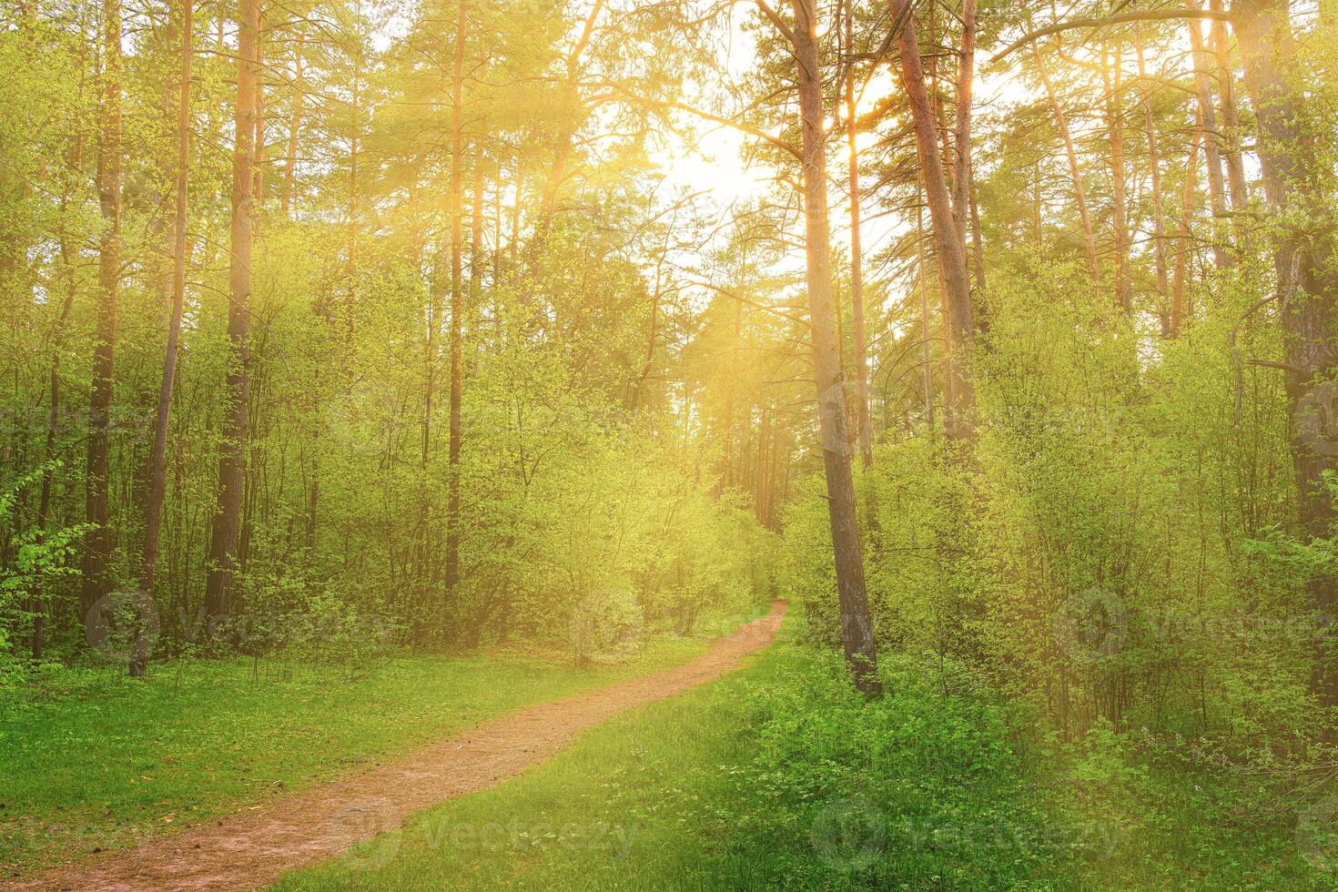 Sunset or dawn in a pine forest in spring or early summer. The sun among the trunks of pines. photo