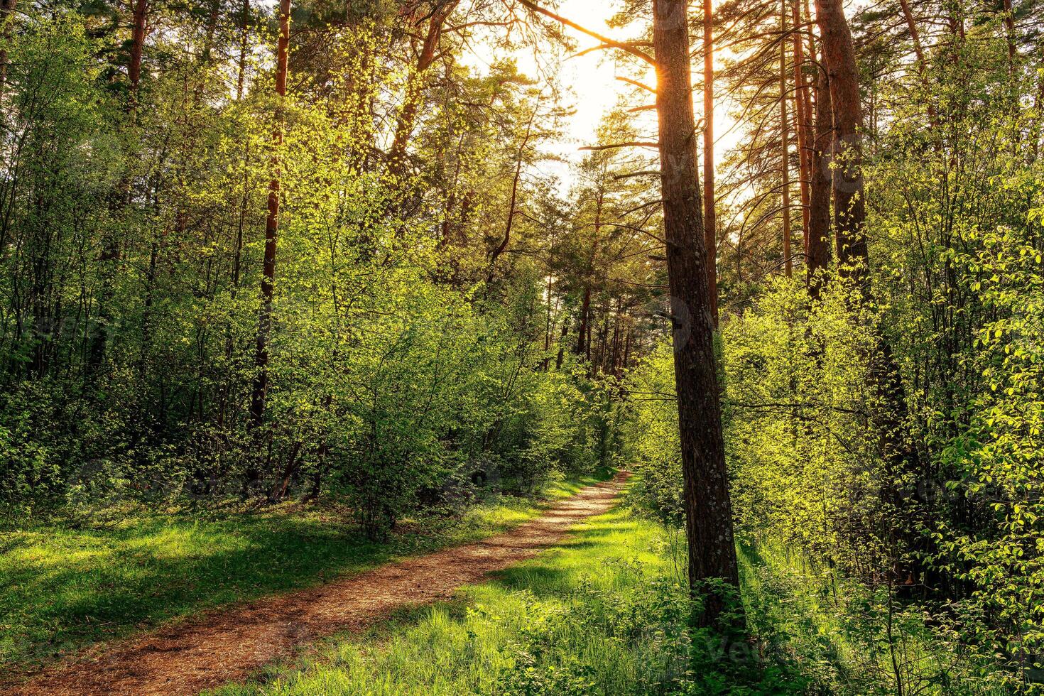 Sunset or dawn in a pine forest in spring or early summer. The sun among the trunks of pines. photo