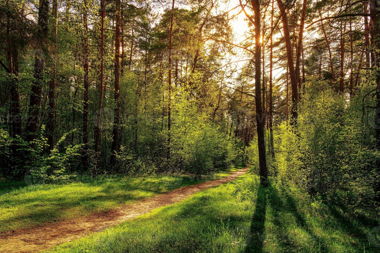 Sunset or dawn in a pine forest in spring or early summer. The sun among the trunks of pines. photo
