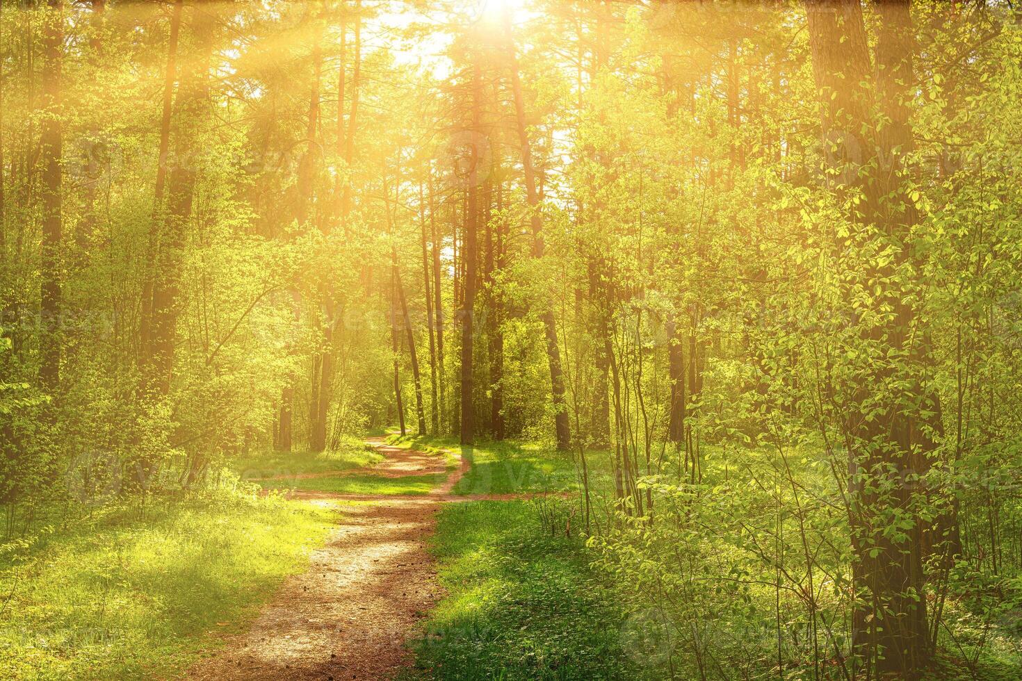 Sunset or dawn in a pine forest in spring or early summer. The sun among the trunks of pines. photo