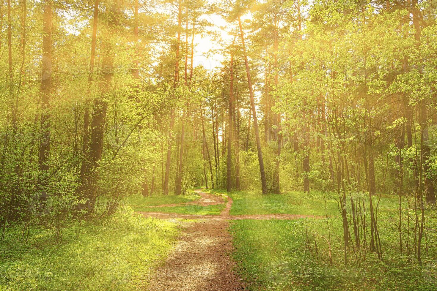 Sunset or dawn in a pine forest in spring or early summer. The sun among the trunks of pines. photo