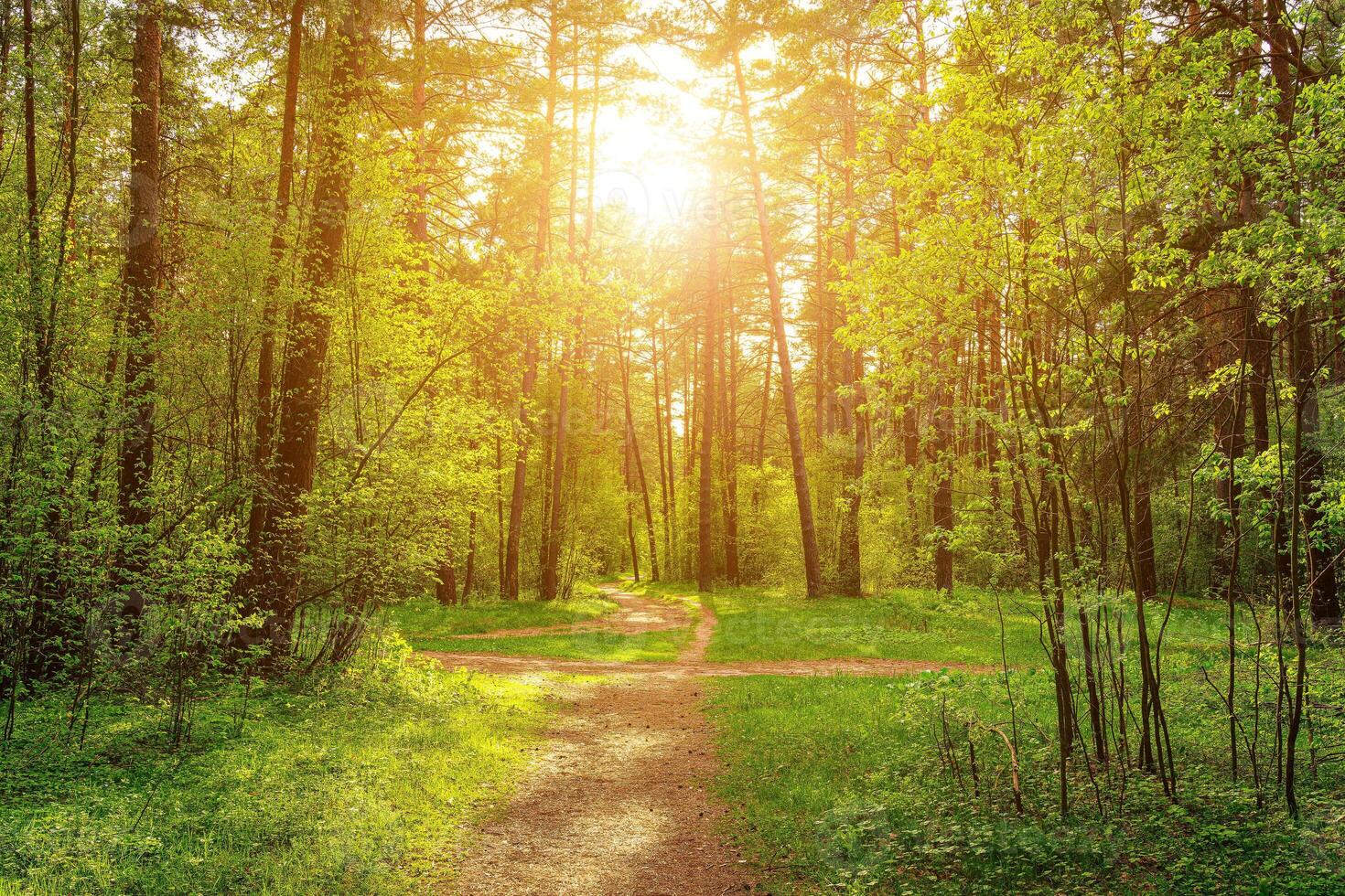 Sunset or dawn in a pine forest in spring or early summer. The sun among the trunks of pines. photo