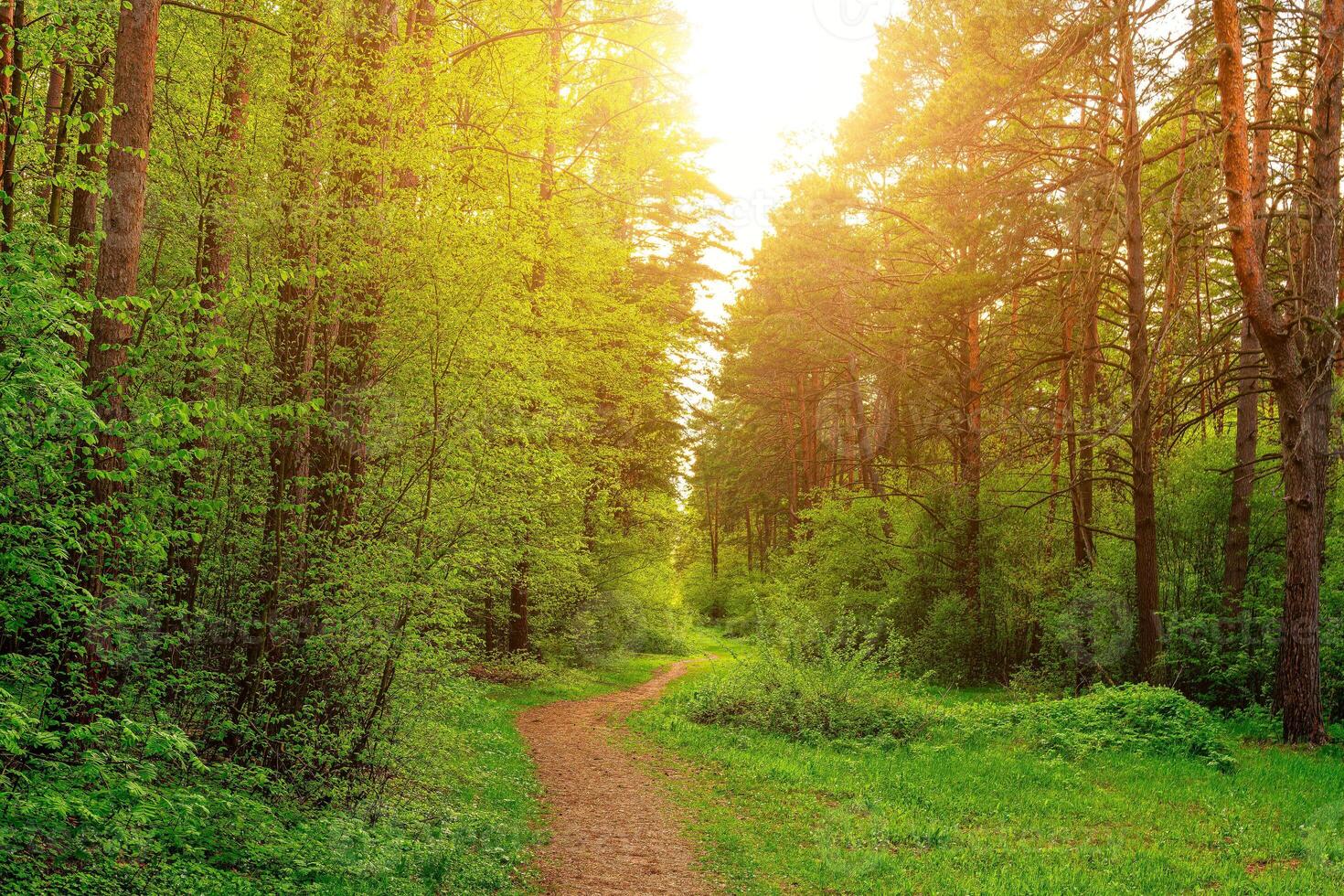 Sunset or dawn in a pine forest in spring or early summer. The sun among the trunks of pines. photo