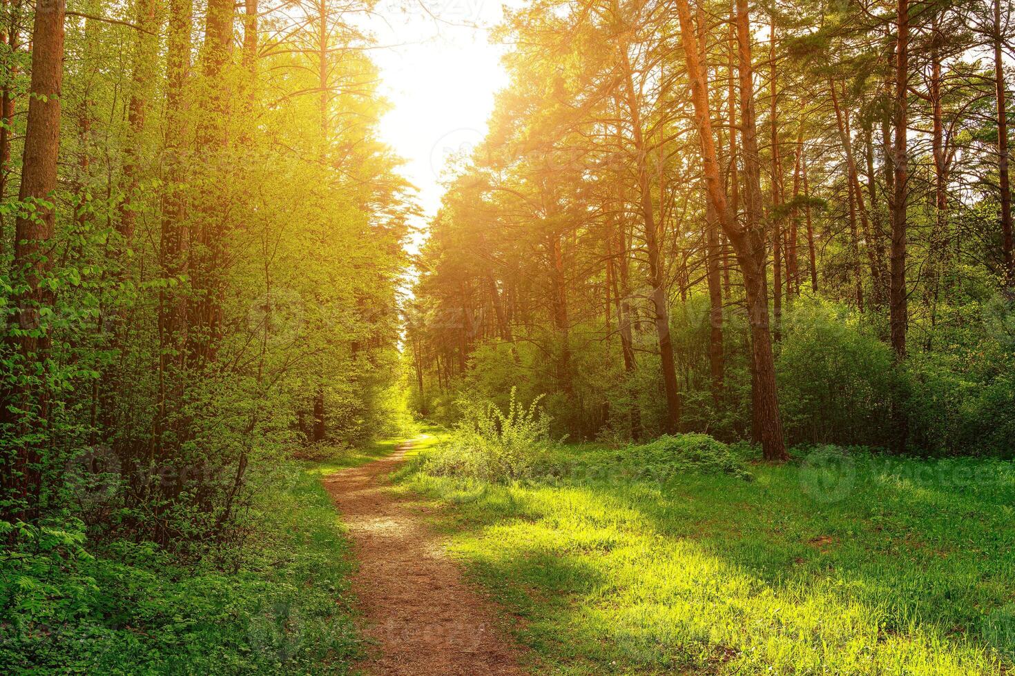 Sunset or dawn in a pine forest in spring or early summer. The sun among the trunks of pines. photo