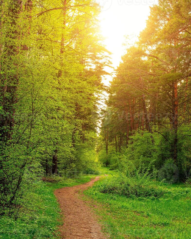 Sunset or dawn in a pine forest in spring or early summer. The sun among the trunks of pines. photo