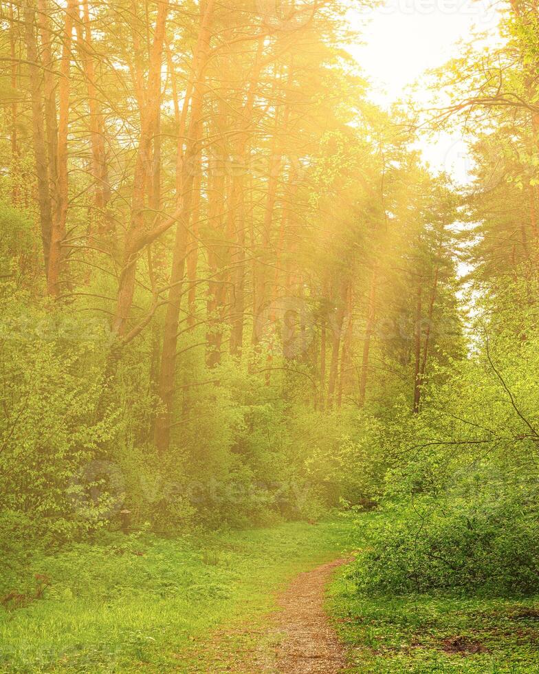 Sunset or dawn in a pine forest in spring or early summer. The sun among the trunks of pines. photo