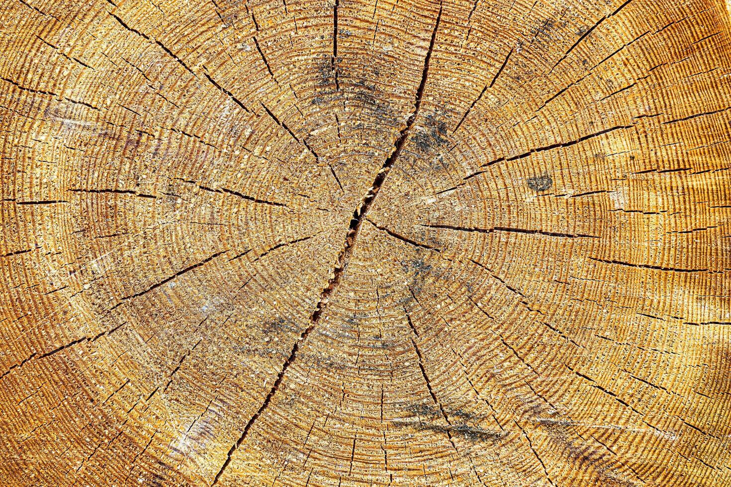 Cross section of an aged pine tree. photo