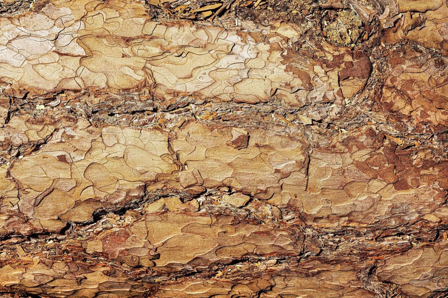 Texture of brown pine bark. photo
