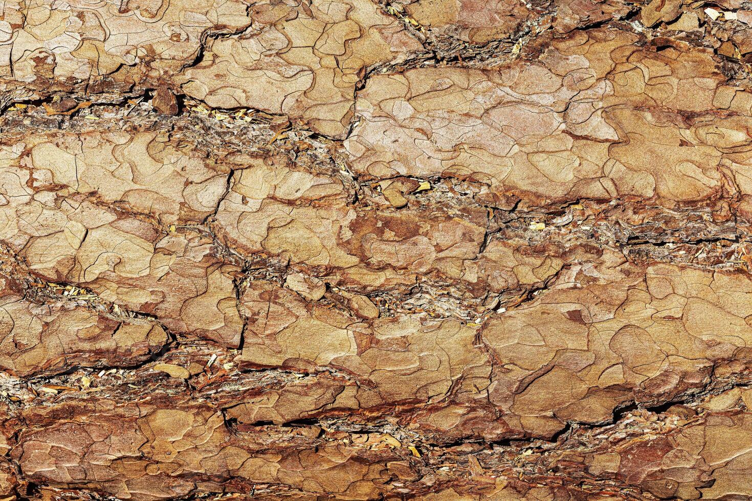 Texture of brown pine bark. photo