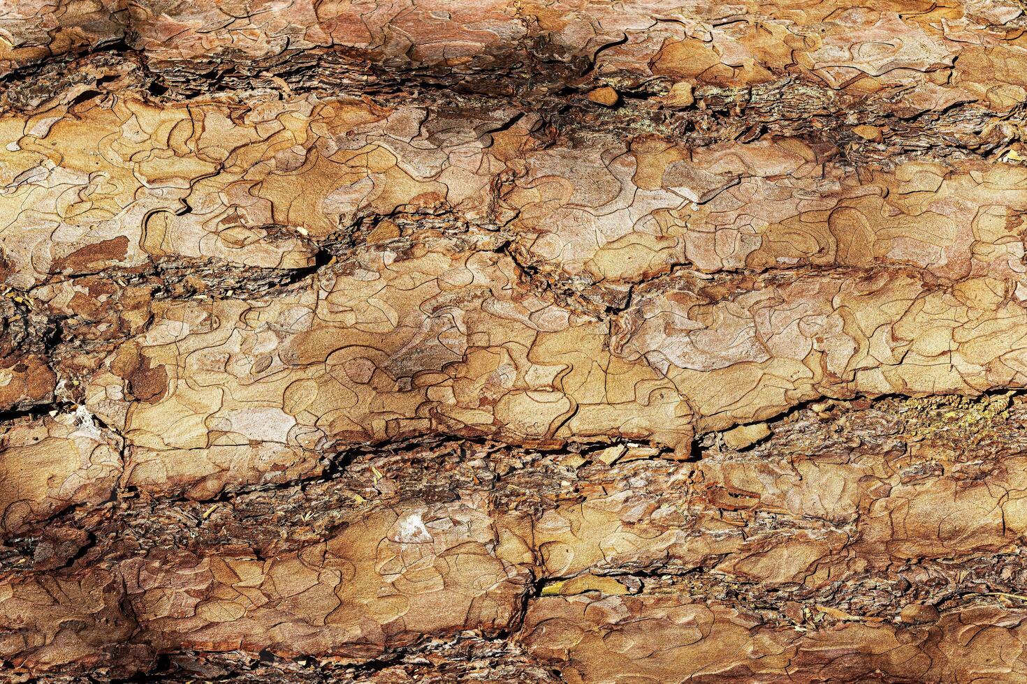 Texture of brown pine bark. photo