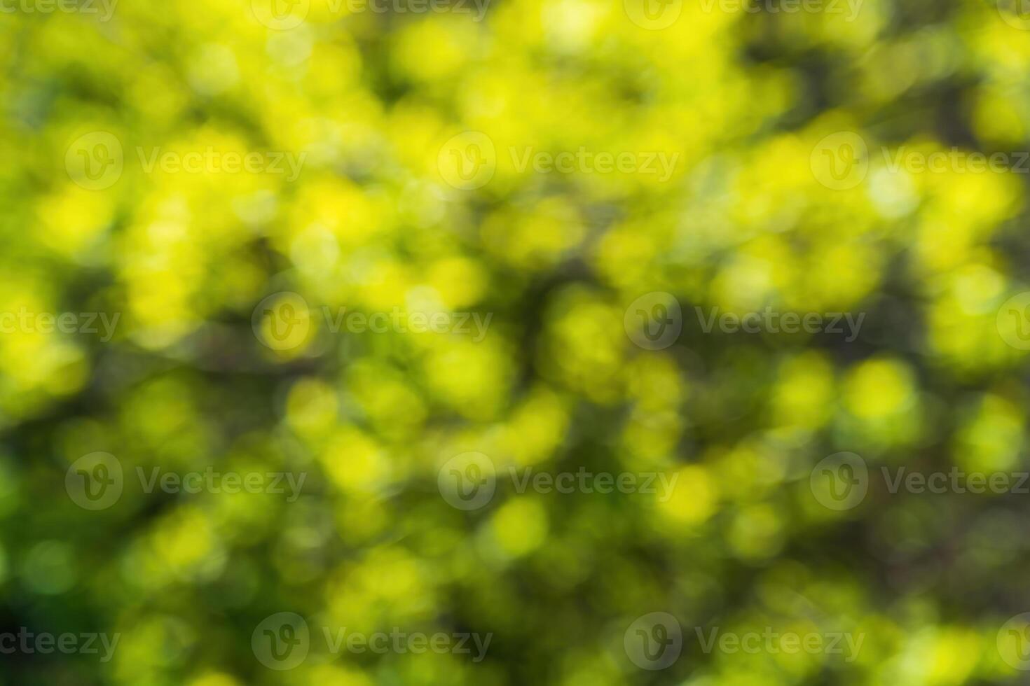 Green blurred bokeh background. photo