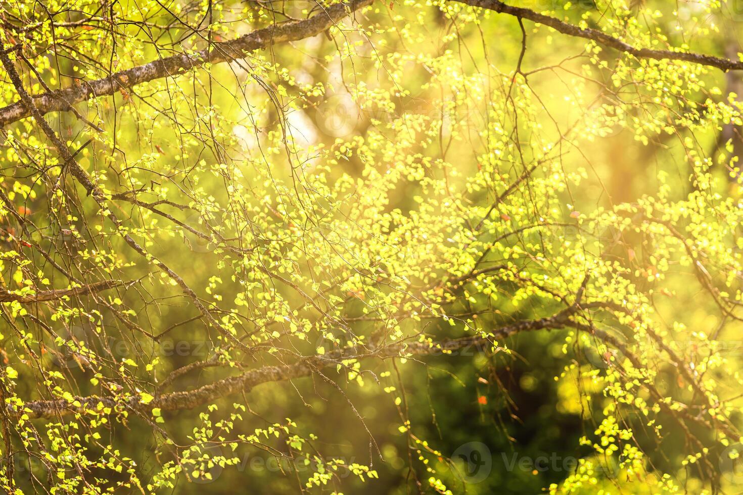 Birch branches covered with young bright green foliage and illuminated by the sun and sunbeams breaking through that. photo