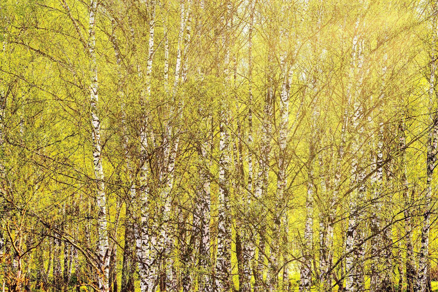 Birch branches covered with young bright green foliage and illuminated by the sun and sunbeams breaking through that. photo