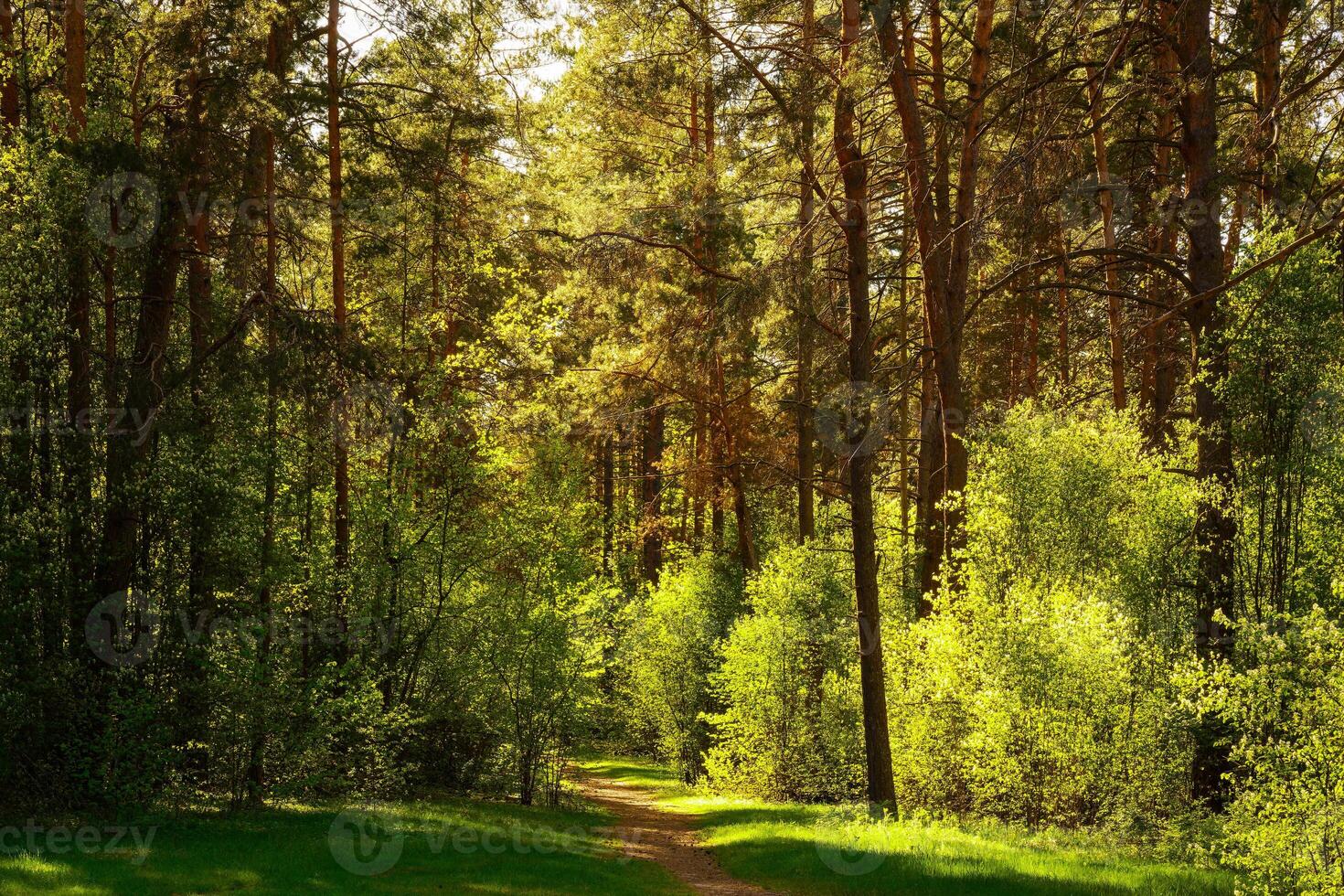 Sunbeams streaming through the pine trees and illuminating the young green foliage on the bushes in the pine forest in spring. photo