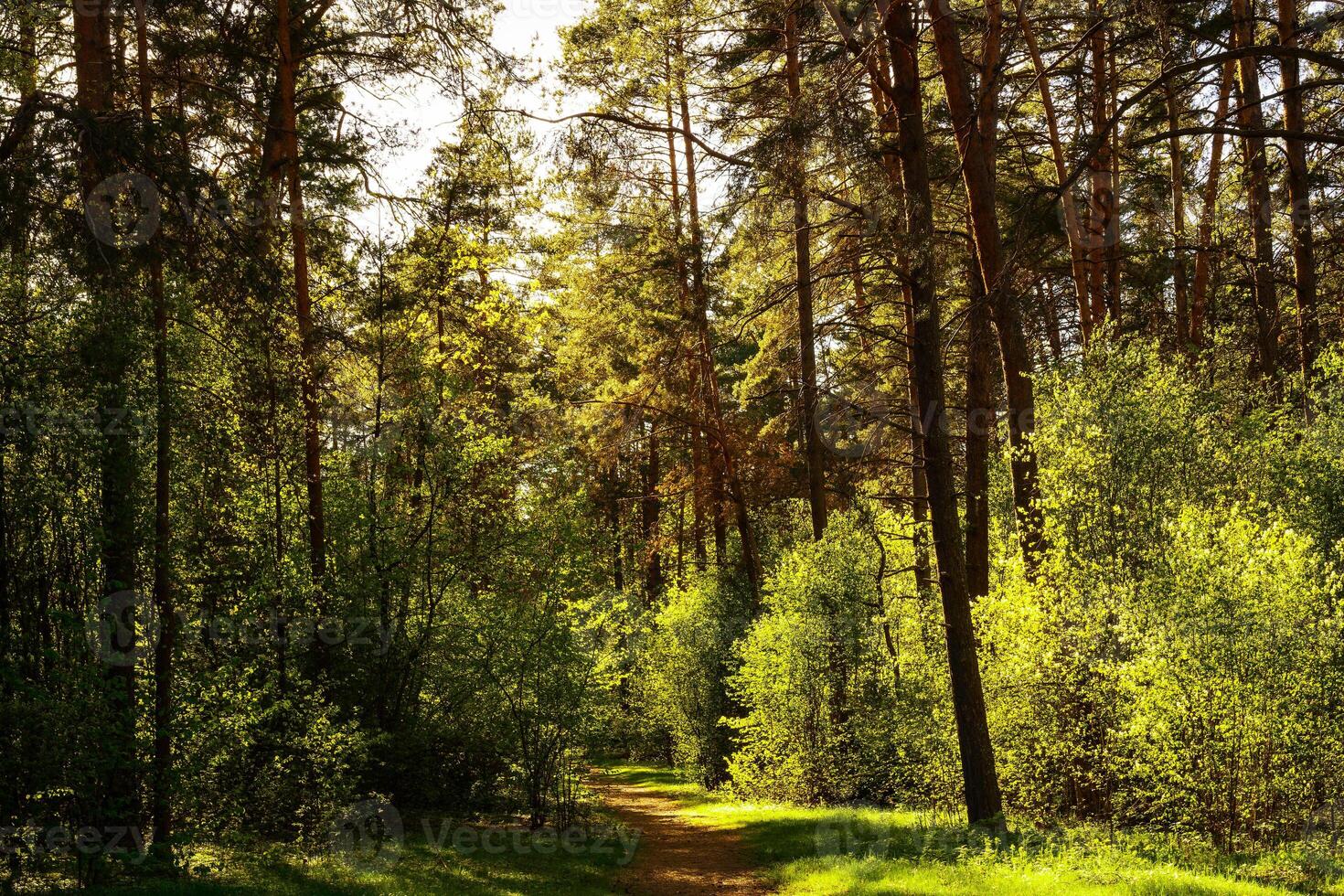 Sunbeams streaming through the pine trees and illuminating the young green foliage on the bushes in the pine forest in spring. photo